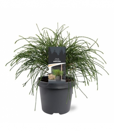 Thuja