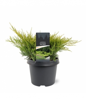 Juniperus
