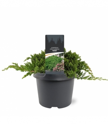 Juniperus