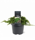 Juniperus
