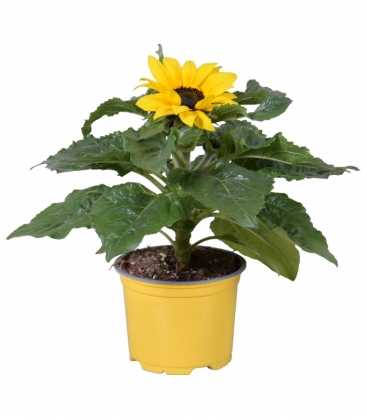 Helianthus