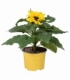 Helianthus