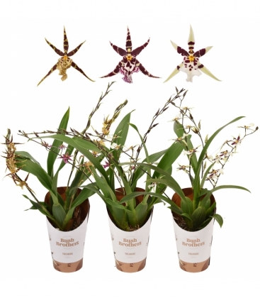 Oncidium