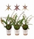 Oncidium