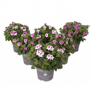 Pelargonium
