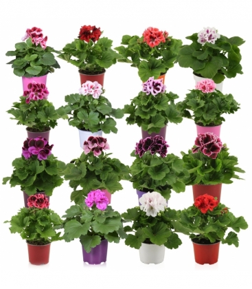 Pelargonium