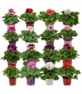 Pelargonium