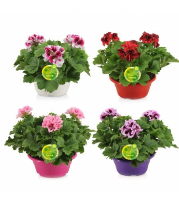 Pelargonium