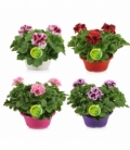 Pelargonium