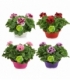 Pelargonium