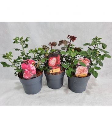 Rosa