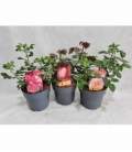 Rosa