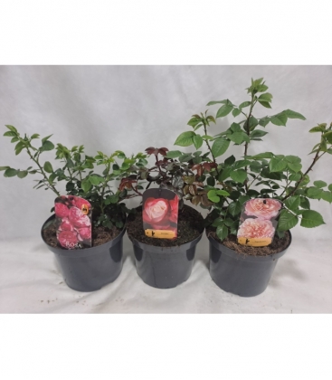 Rosa