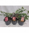 Rosa