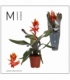 Aechmea