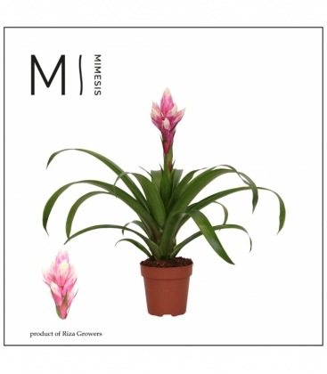 Guzmania
