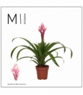 Guzmania