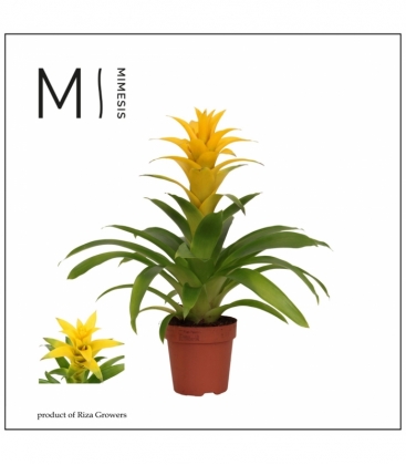 Guzmania