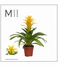 Guzmania