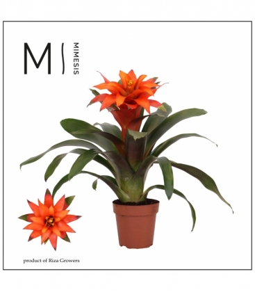 Guzmania