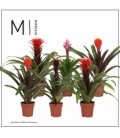 Guzmania