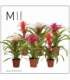 Guzmania
