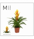 Vriesea