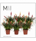 Vriesea