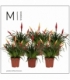 Vriesea