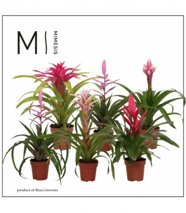Bromelia