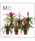 Bromelia