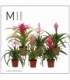 Bromelia