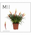 Vriesea