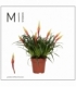 Vriesea