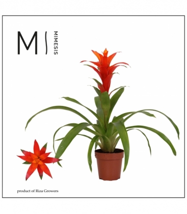 Guzmania