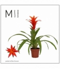 Guzmania