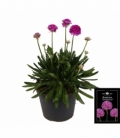 Armeria
