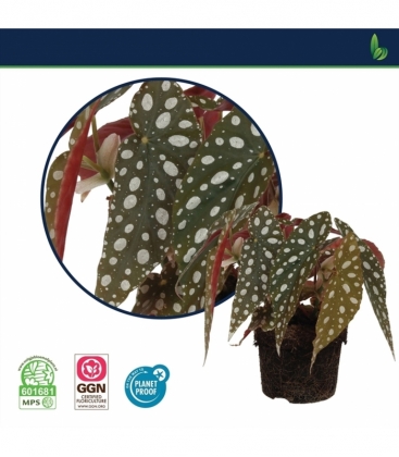 Begonia