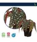Begonia