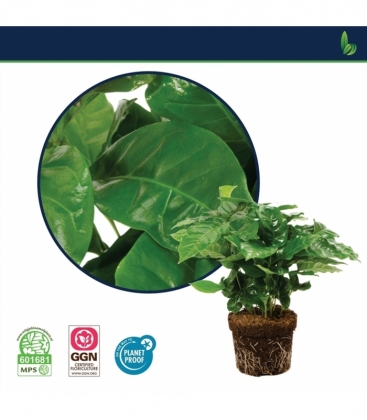 Coffea