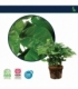 Coffea