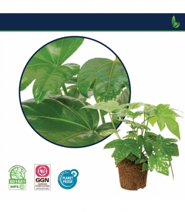 Fatsia