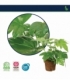 Fatsia