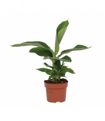 Musa