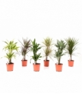 Dracaena