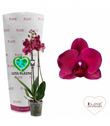 Phalaenopsis