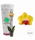 Phalaenopsis