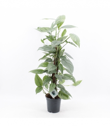 Epipremnum