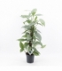 Epipremnum