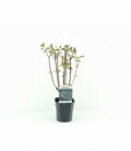 Cornus